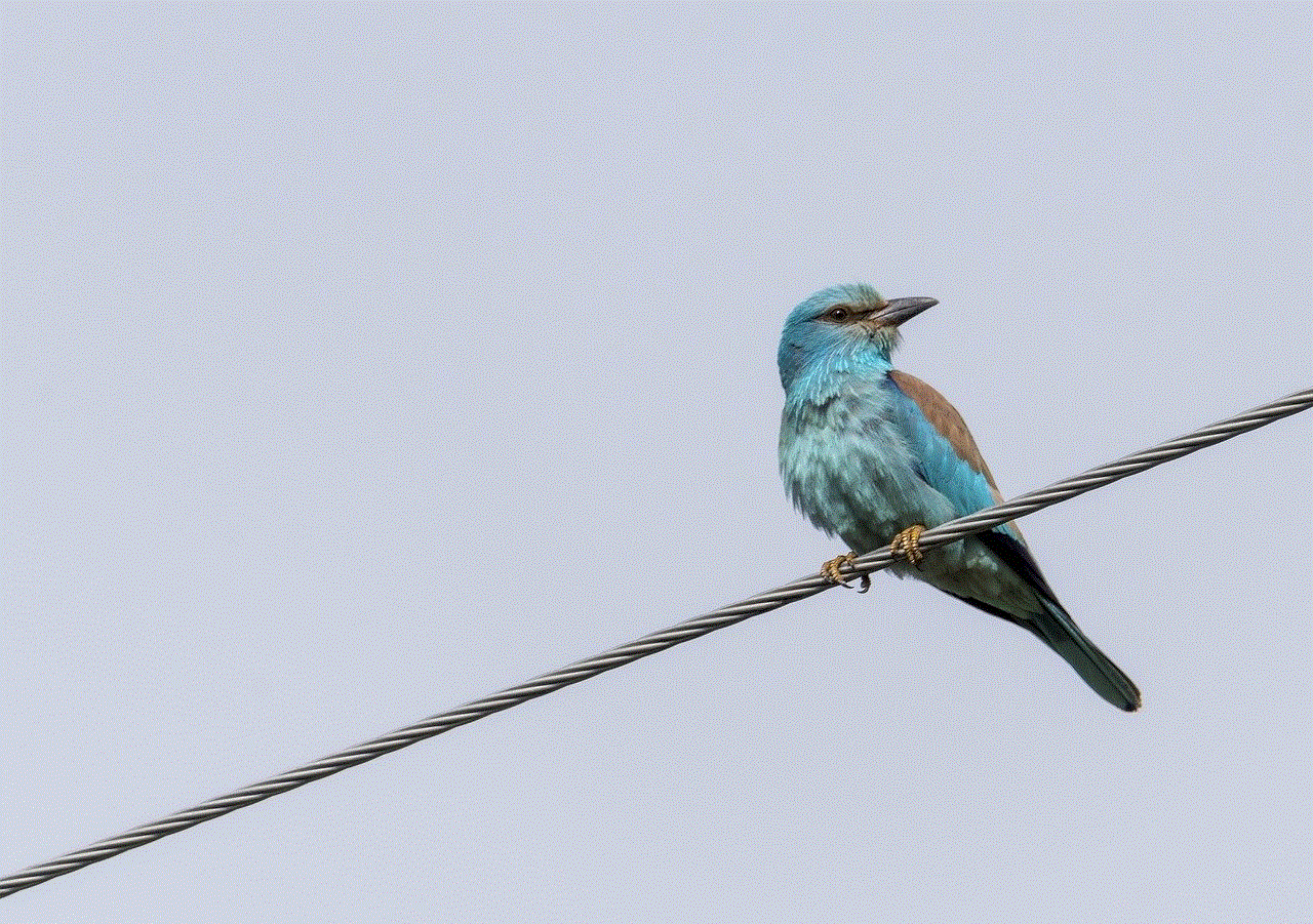 European Roller Bird