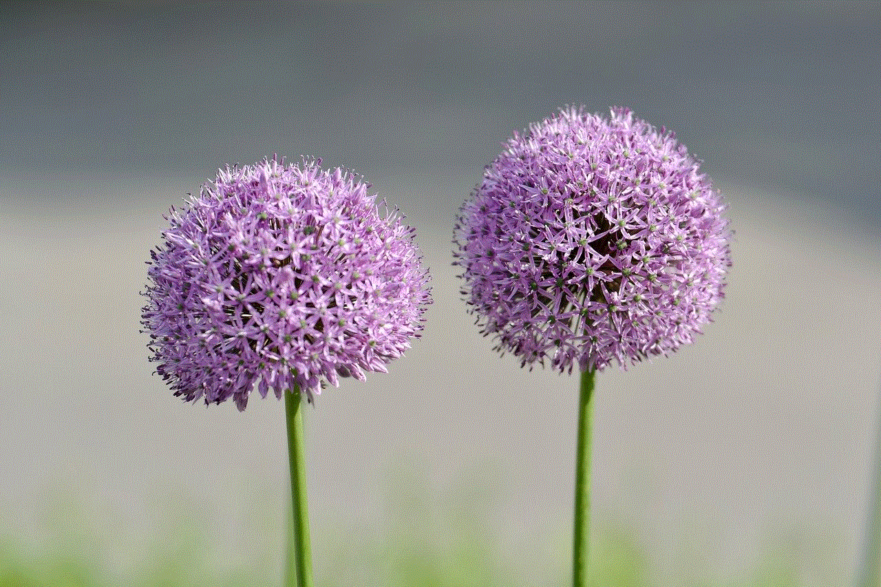 Allium Beautiful Flowers