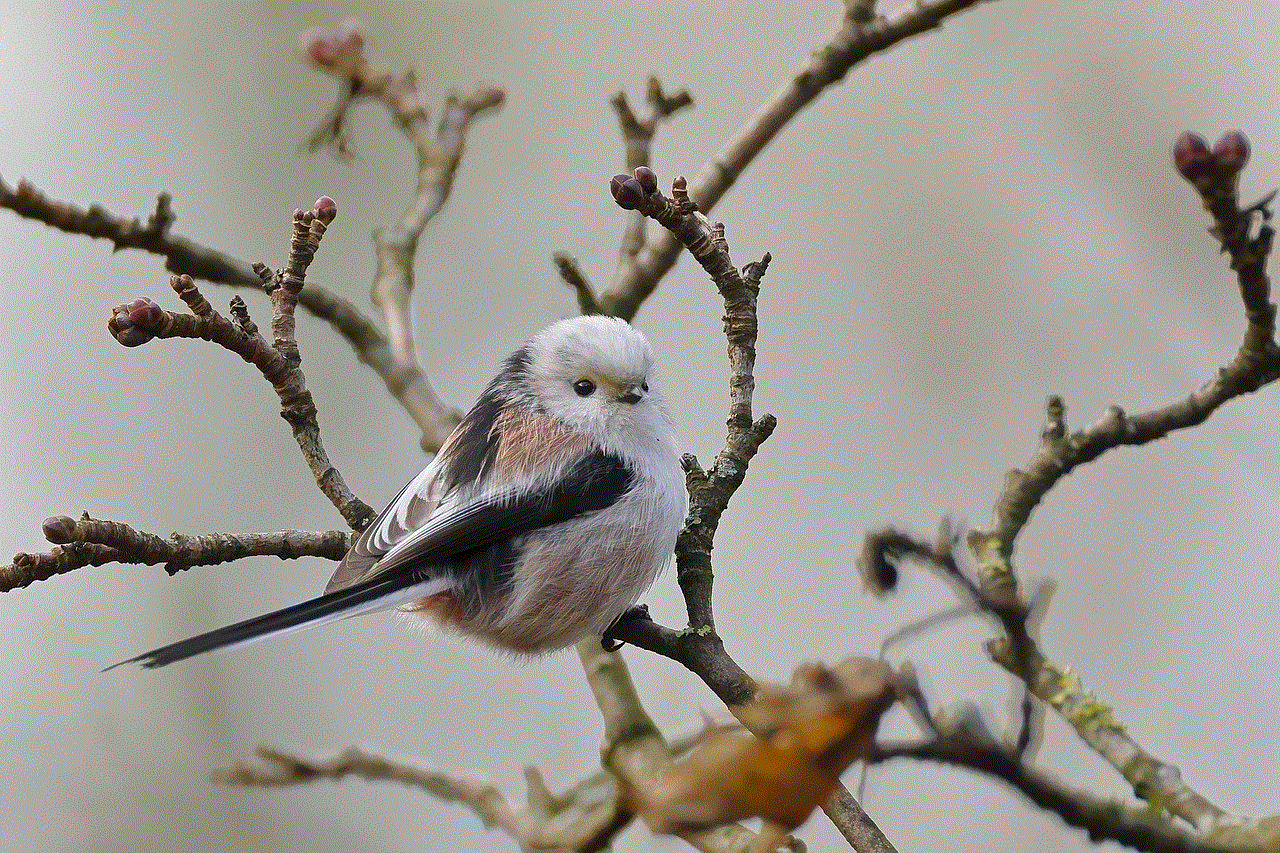 Bird Long-Tailed Tit