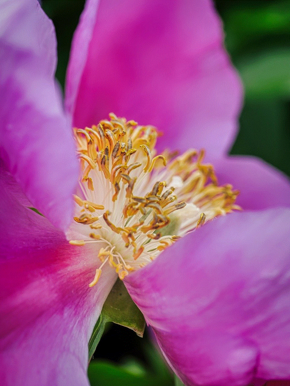 Peonies Petals