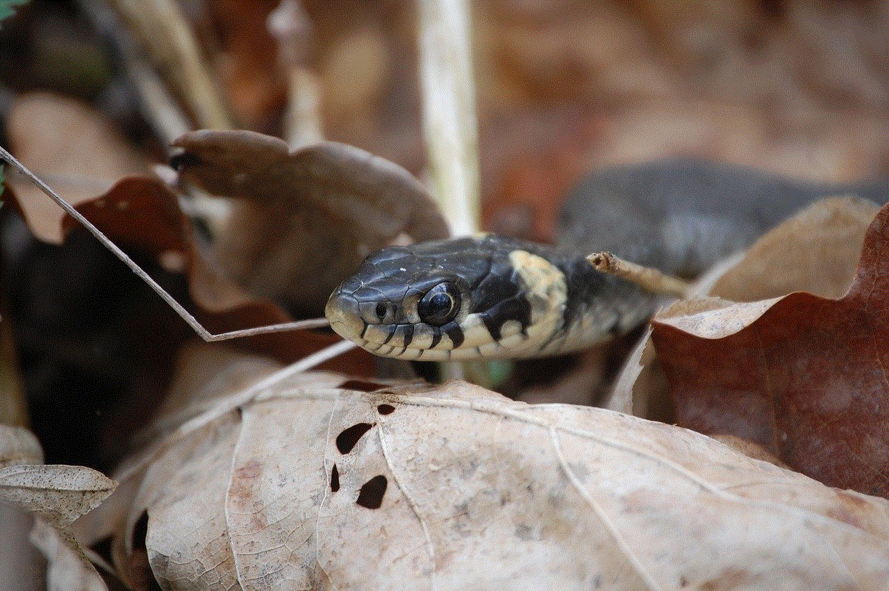 Snake Viper Snake Viper