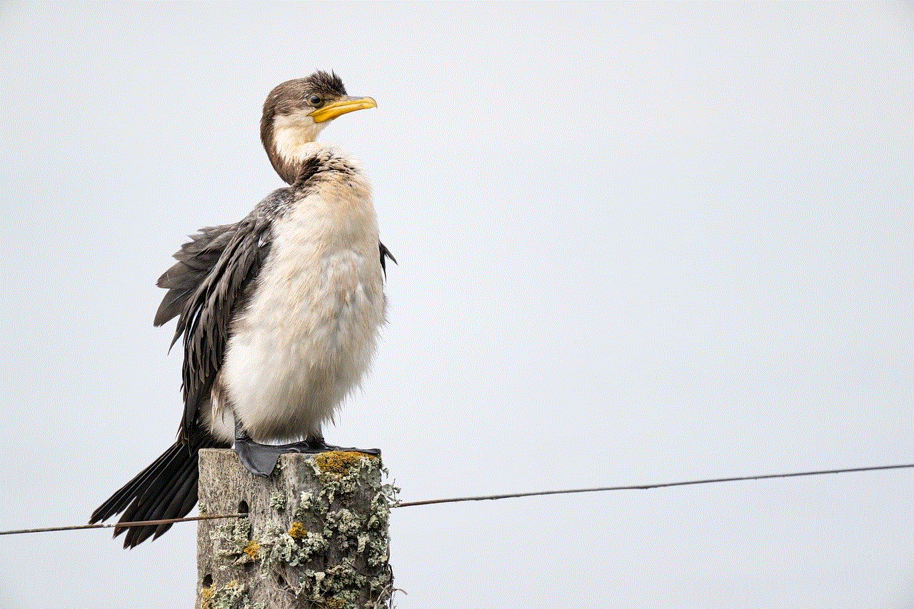 Little Pied Cormorant