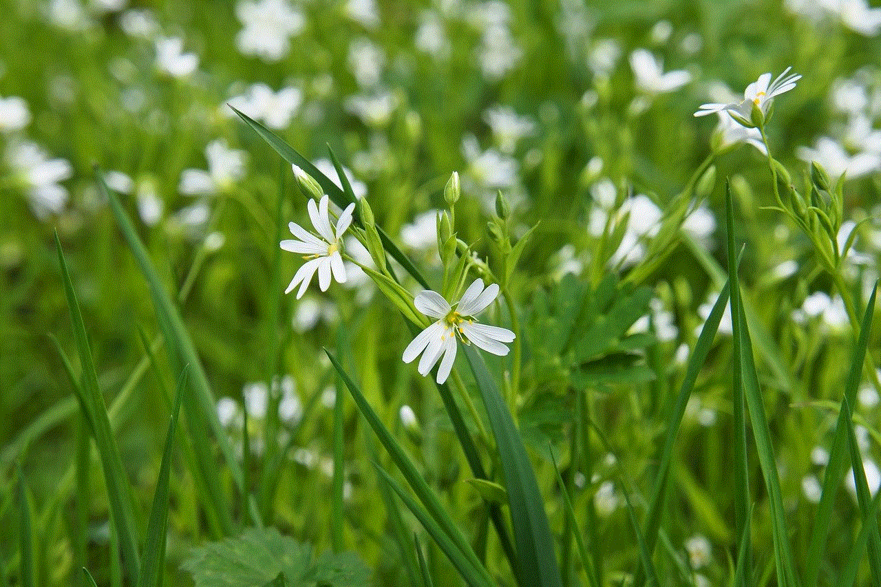 Flower Meadow Beautiful Nature