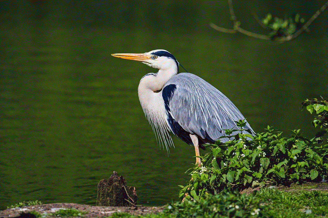 Grey Heron Heron