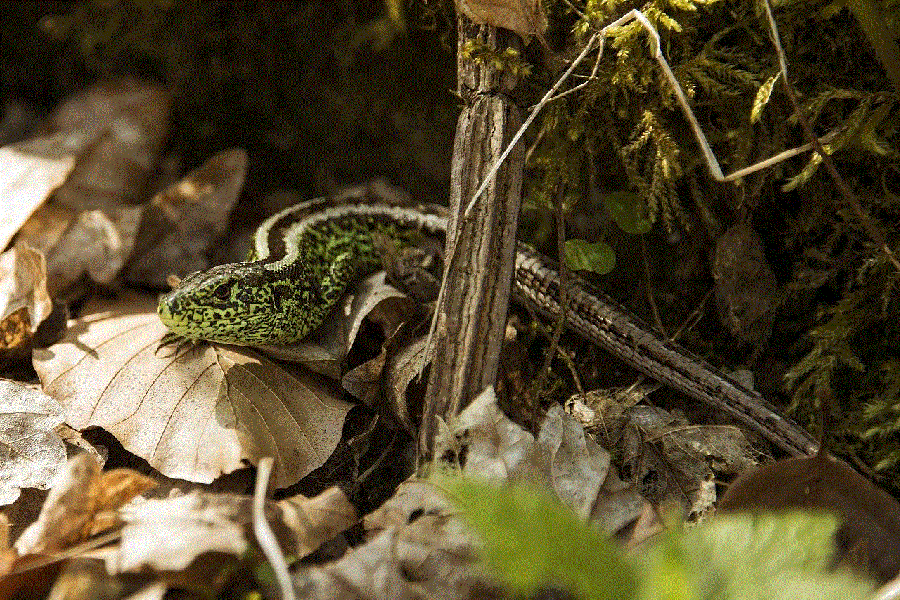 Sand Lizard Lizard