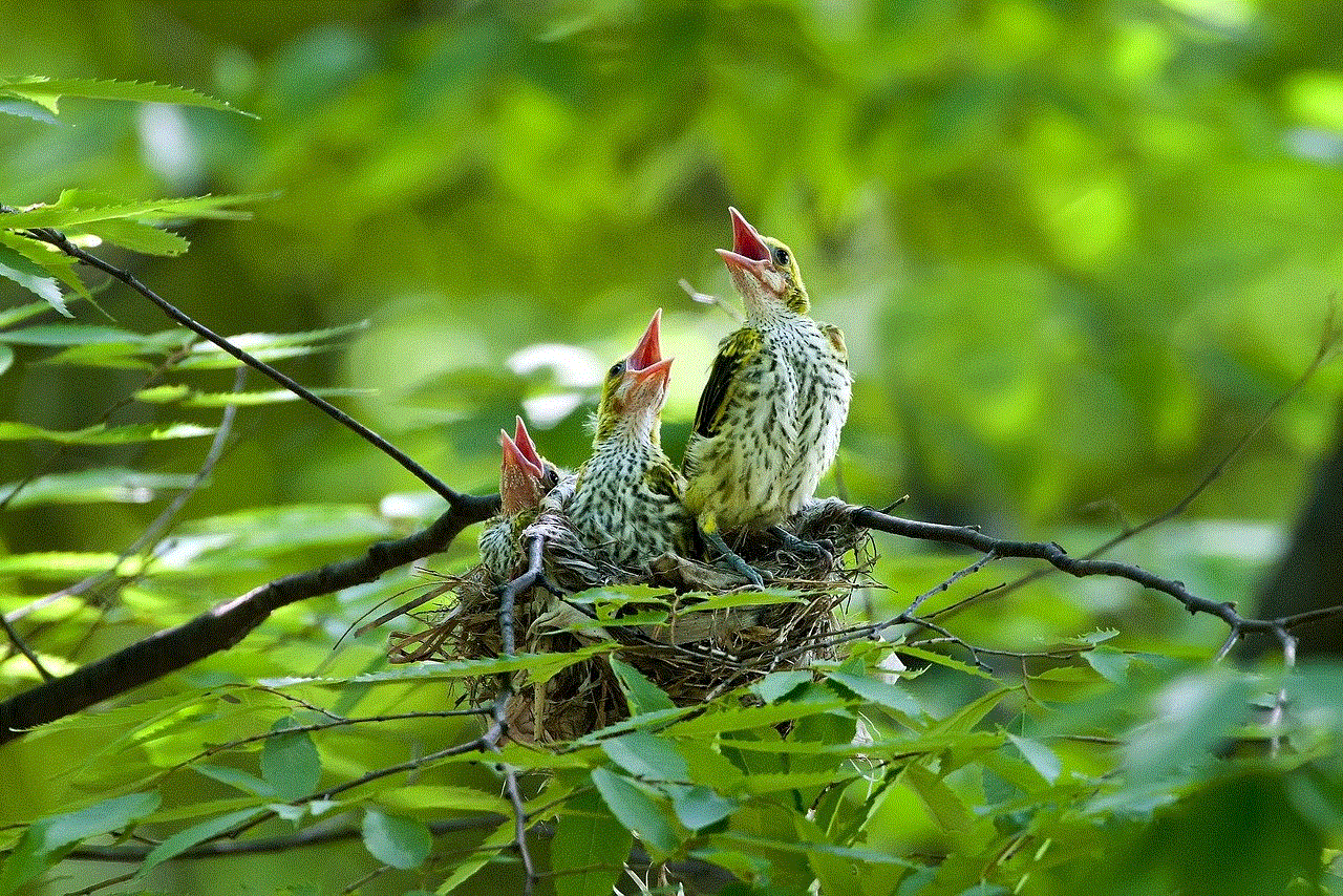 Birds Oriole