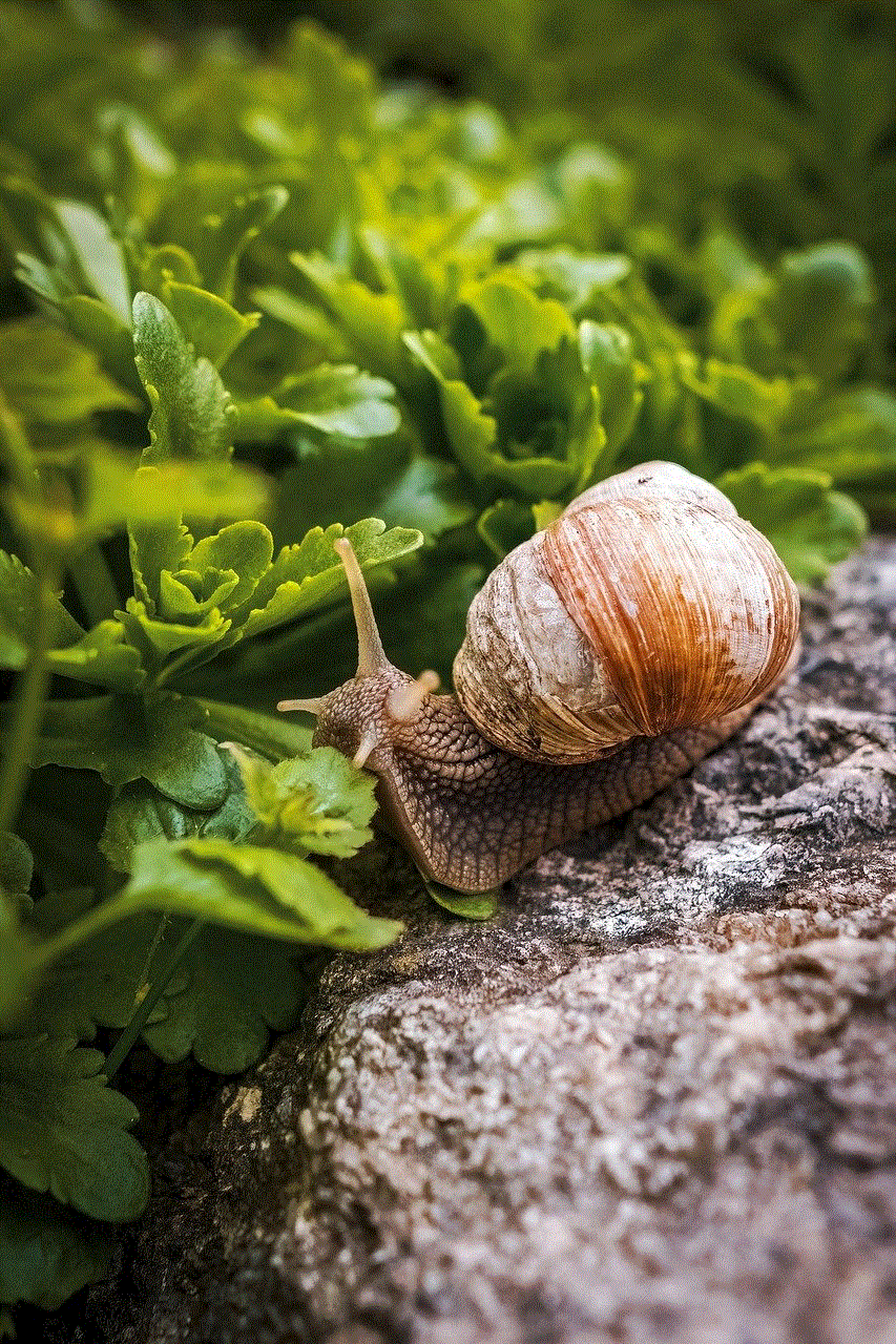 Snail Shell