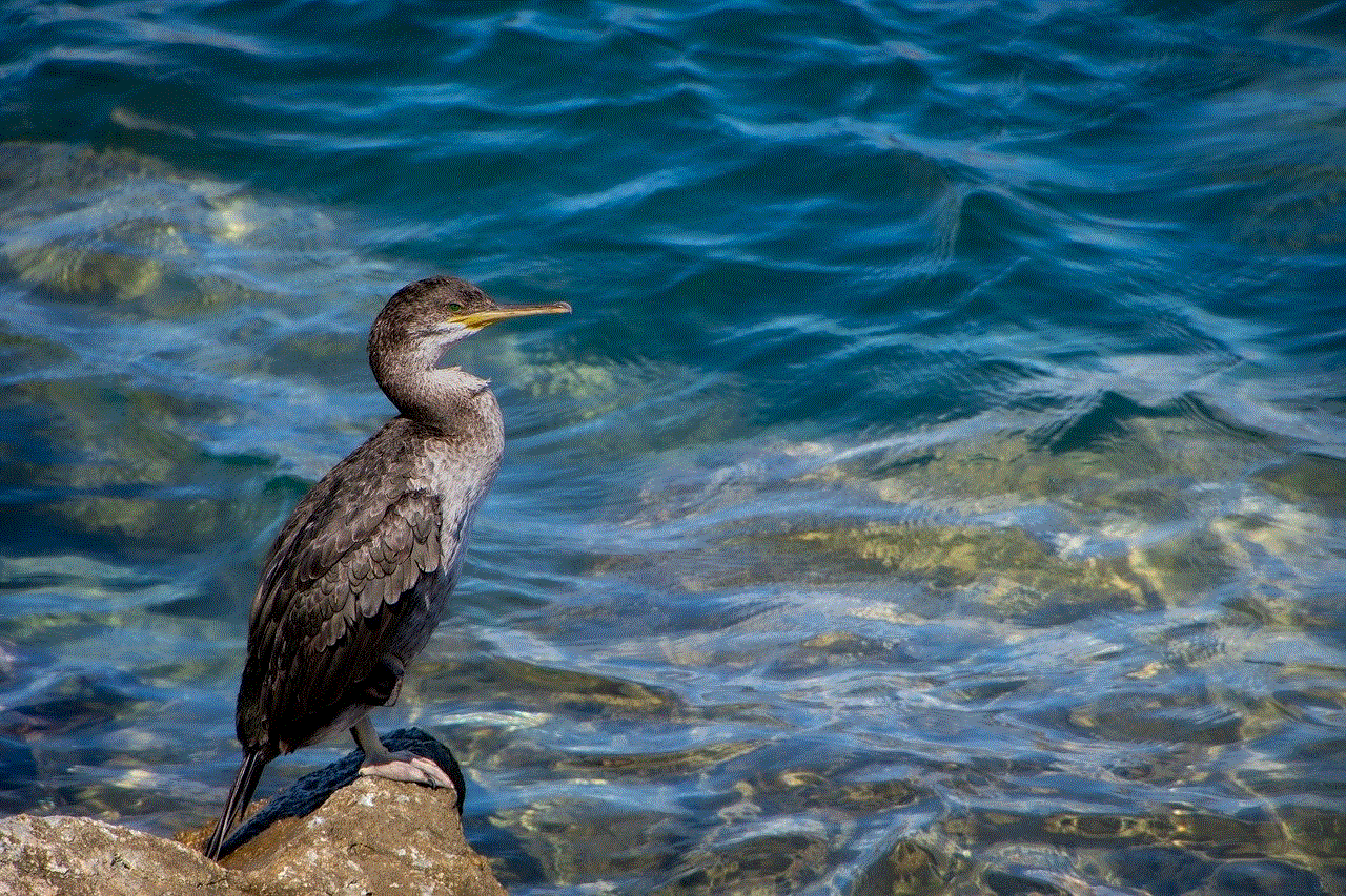 Great Cormorant Bird