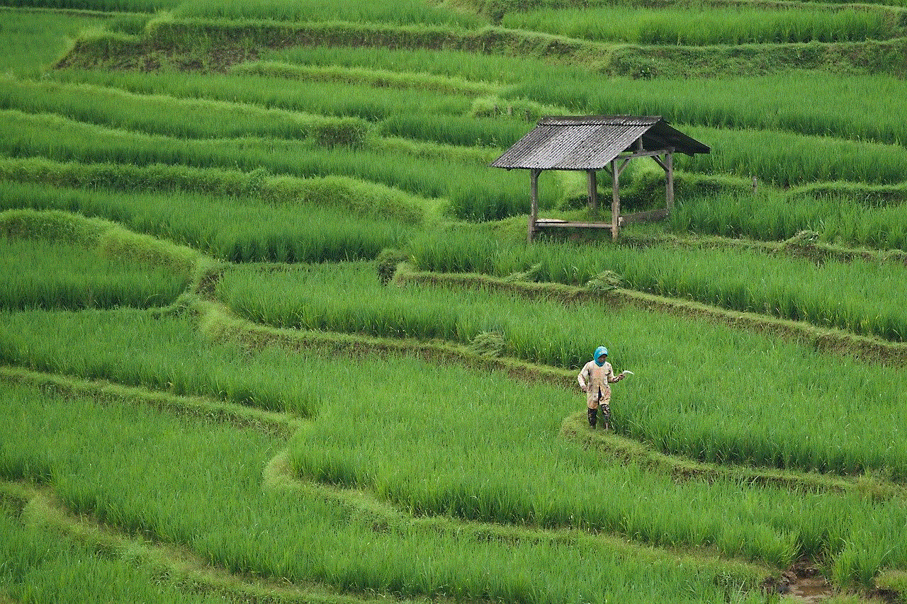 Rice Field Paddy Field