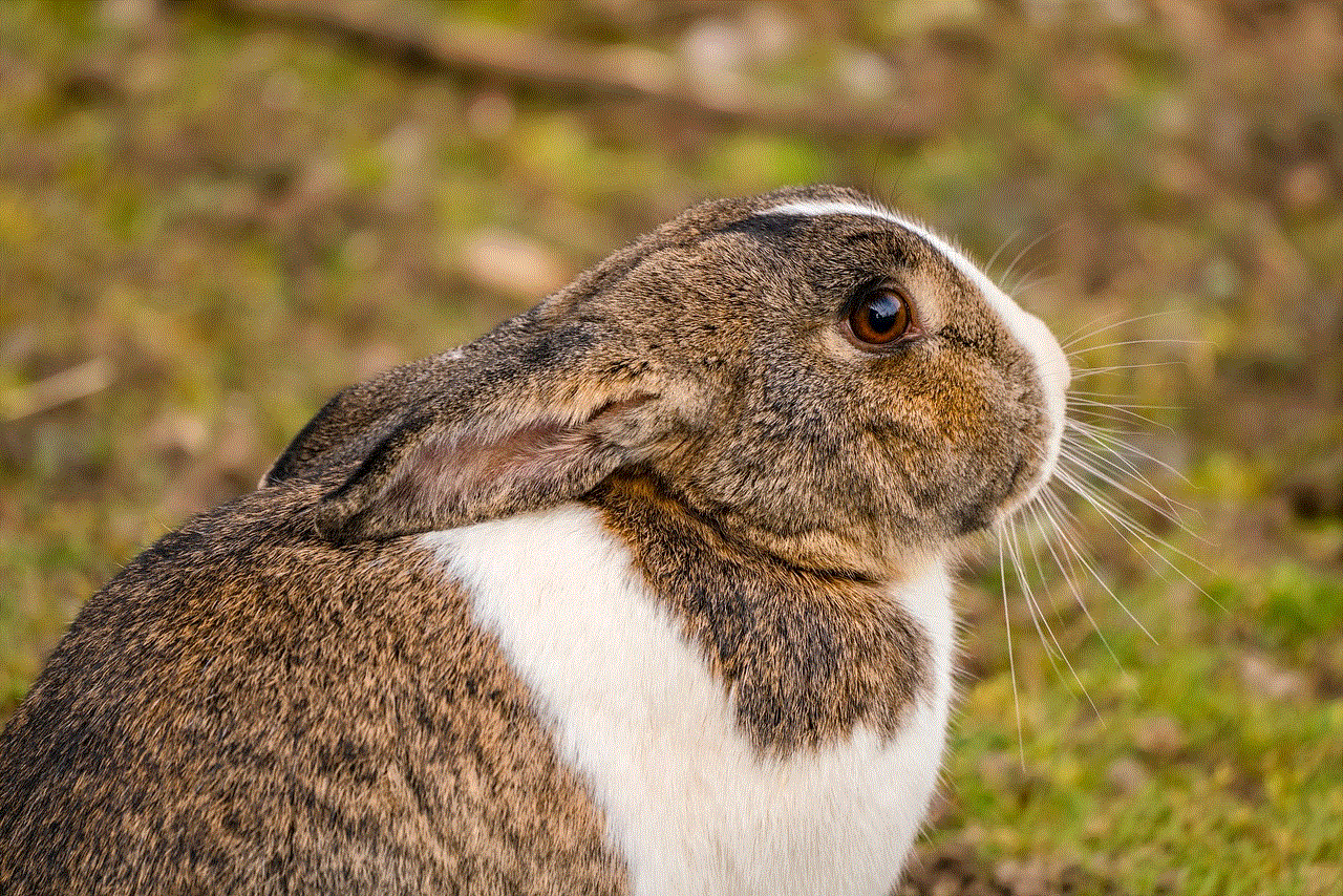 Rabbit Cute