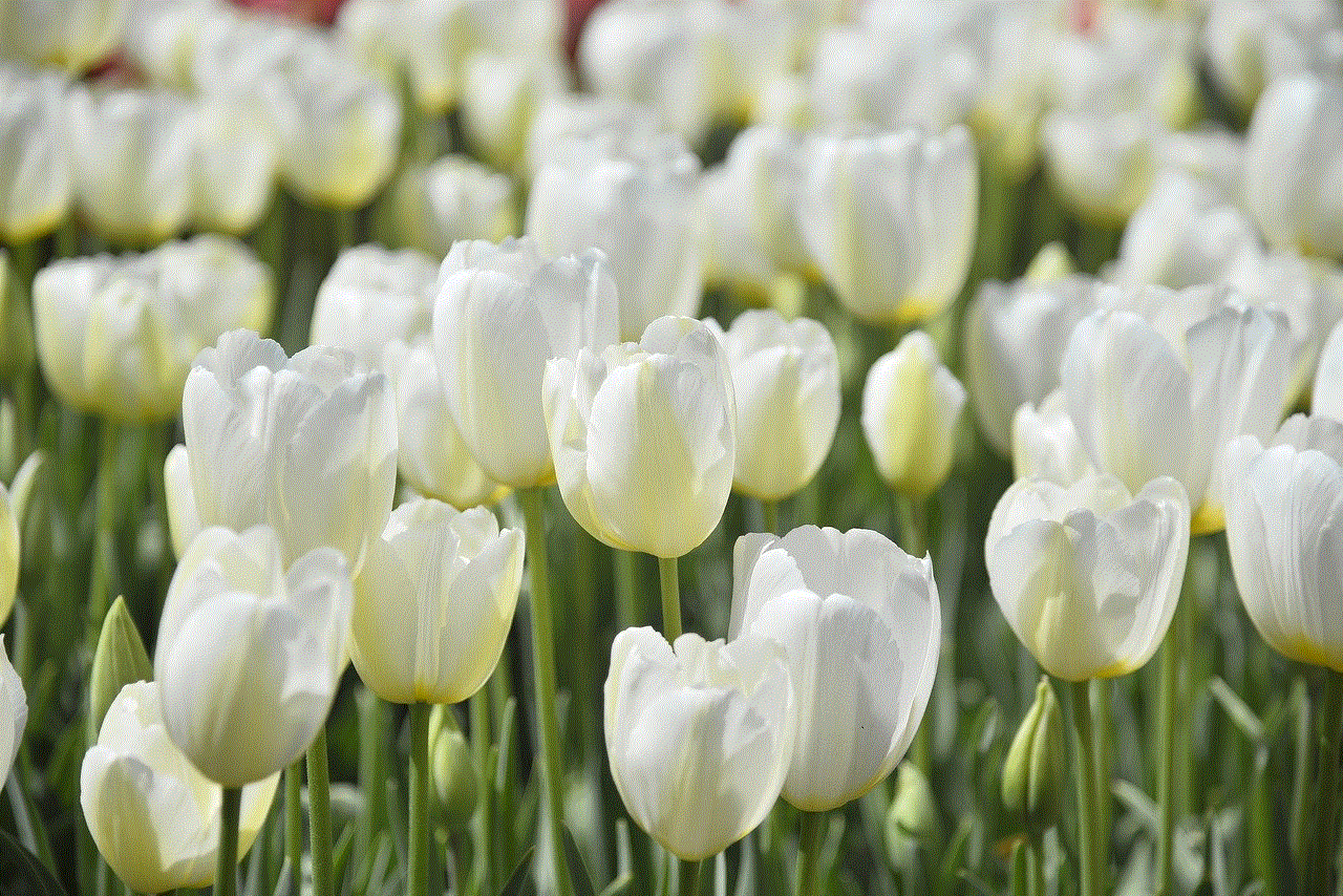 Tulips Flowers