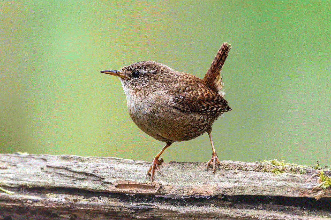 Eurasian Wren Bird