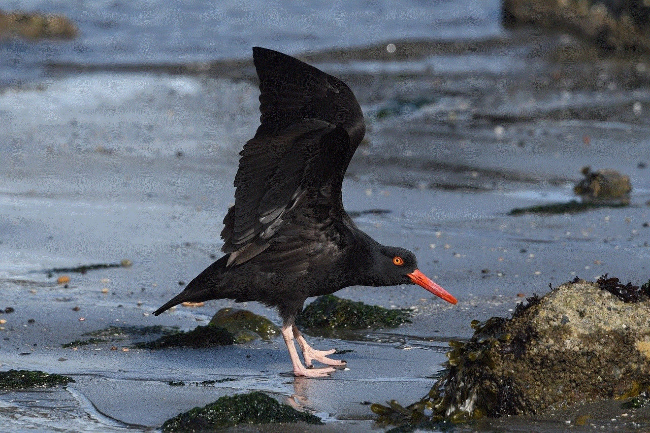 Bird Wildlife