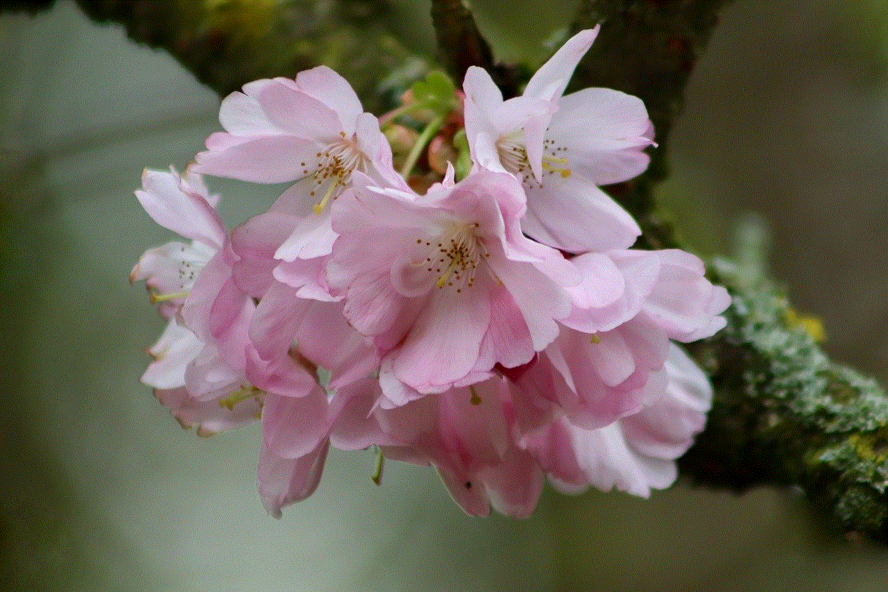 Cherry Blossoms Higan Cherry