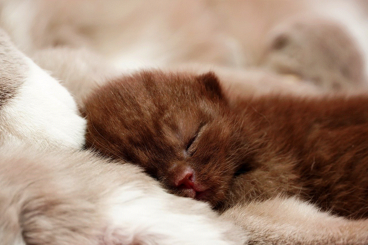 British Shorthair Kitten