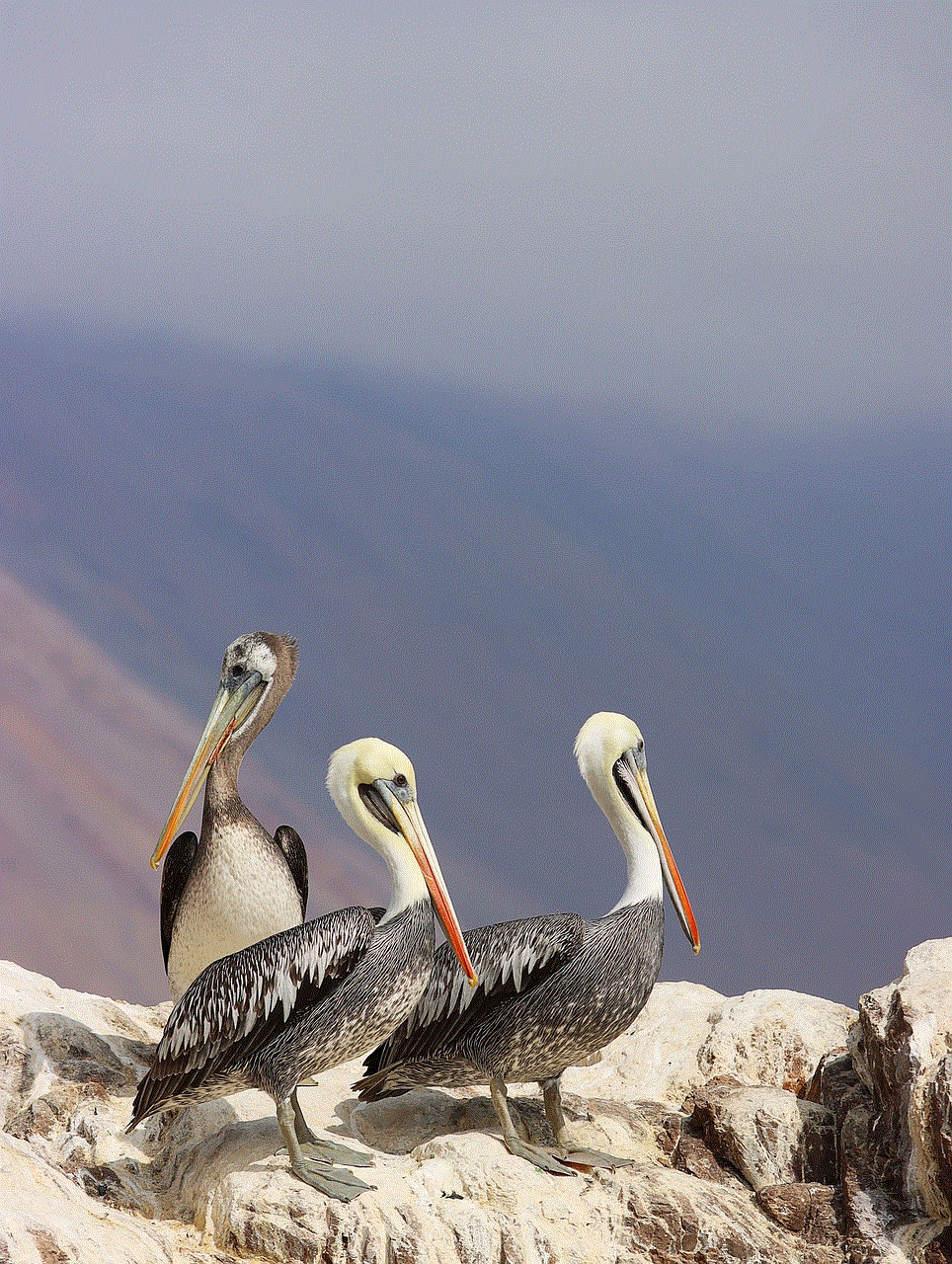 Birds Pelican