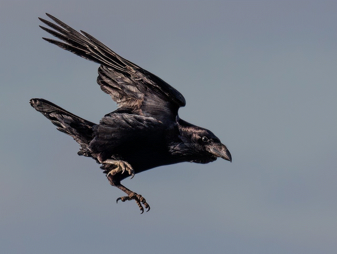 Crow Corvid