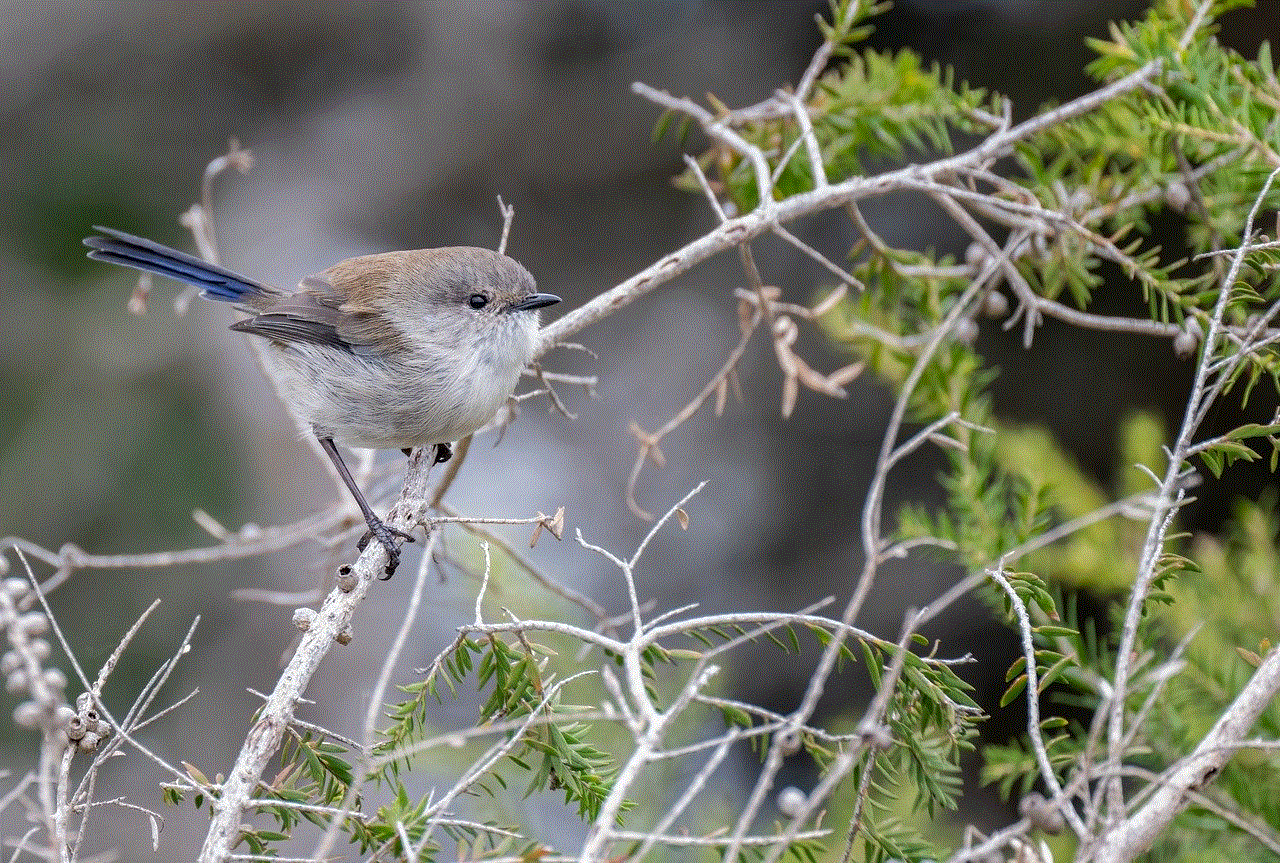 Superb Fairywren Fairywren