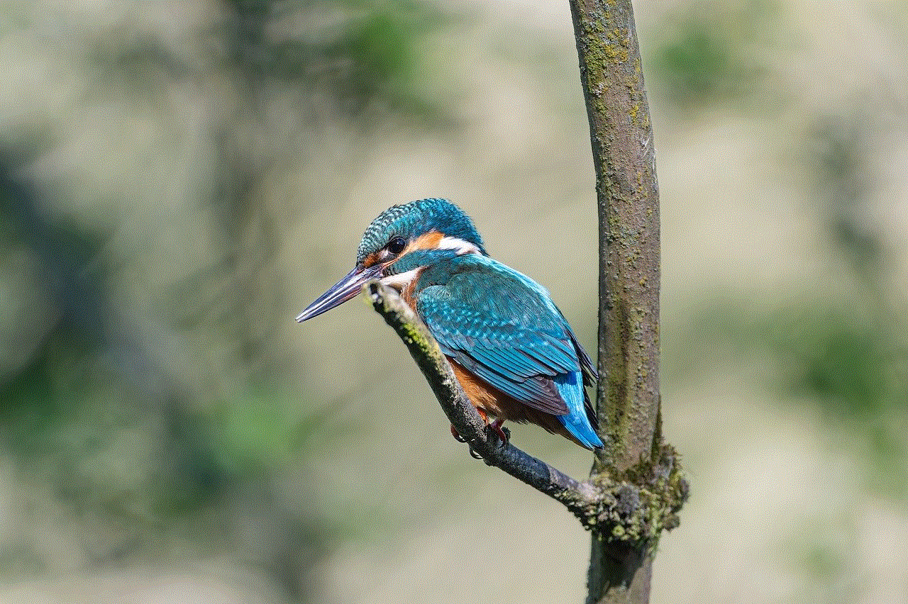 Bird Kingfisher