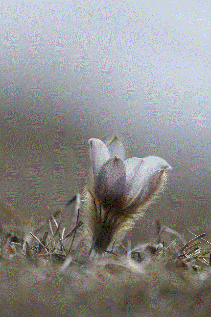 Flower Pulsatilla