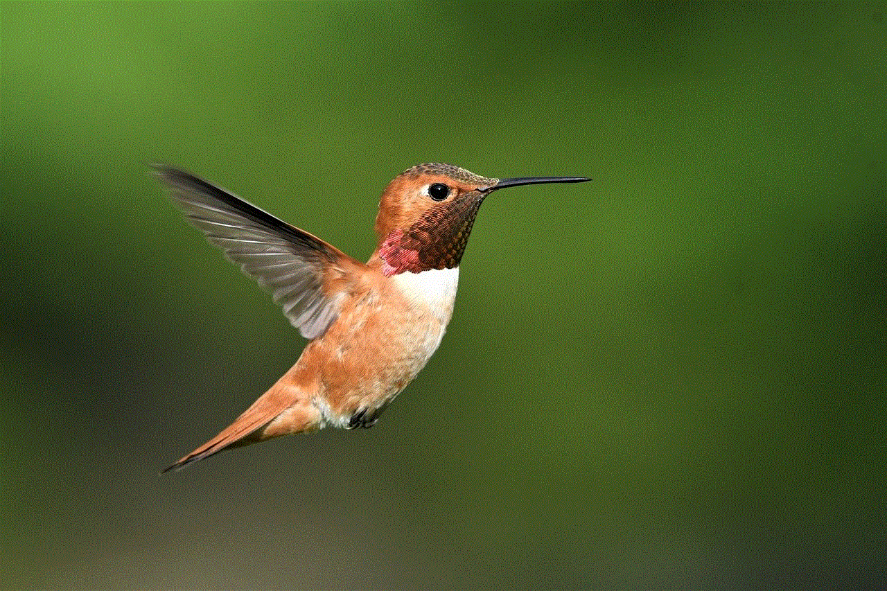 Bird Hummingbird