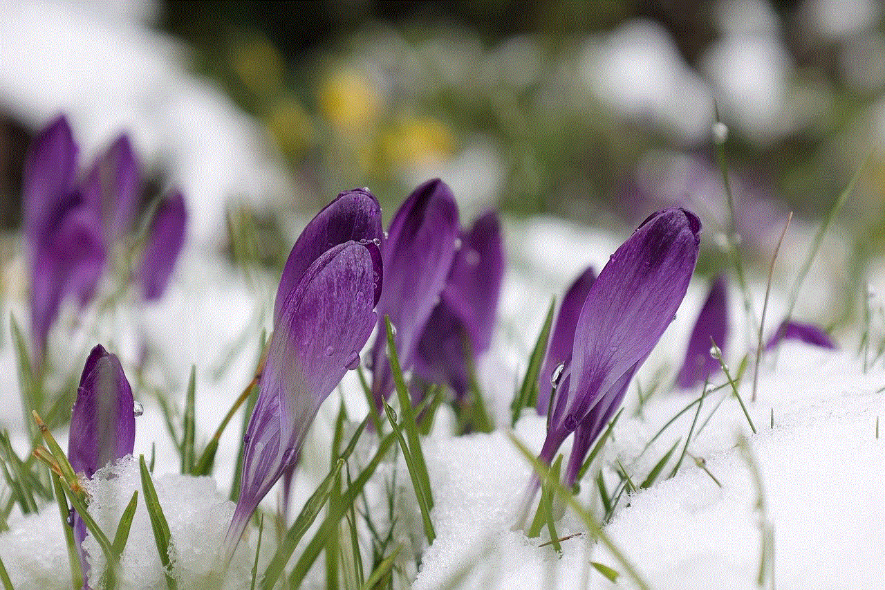 Purple Crocuses Crocuses