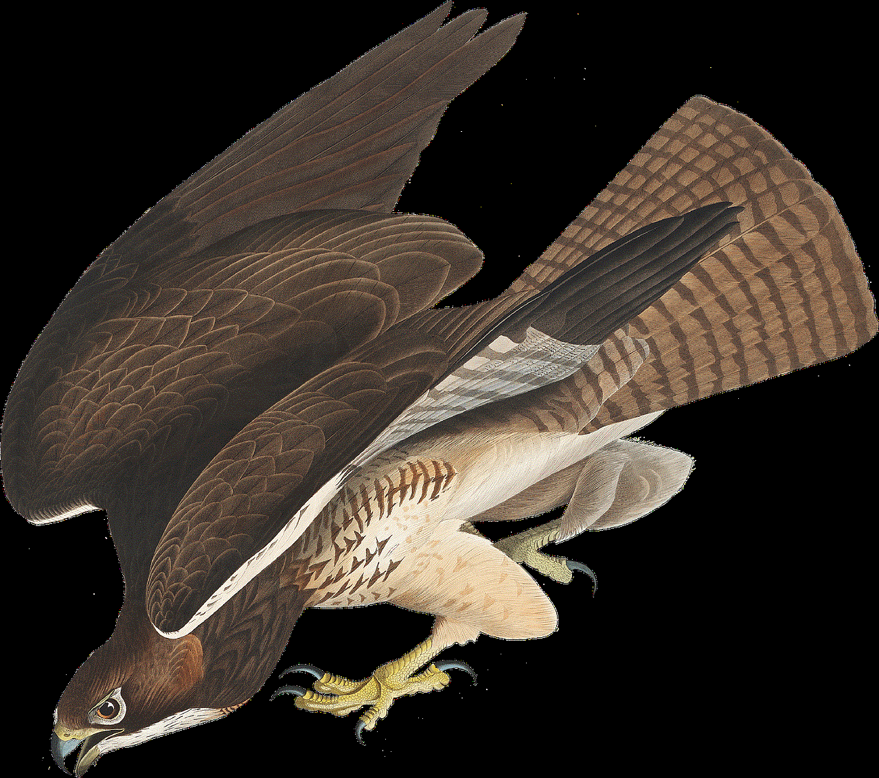 Bird Hawk