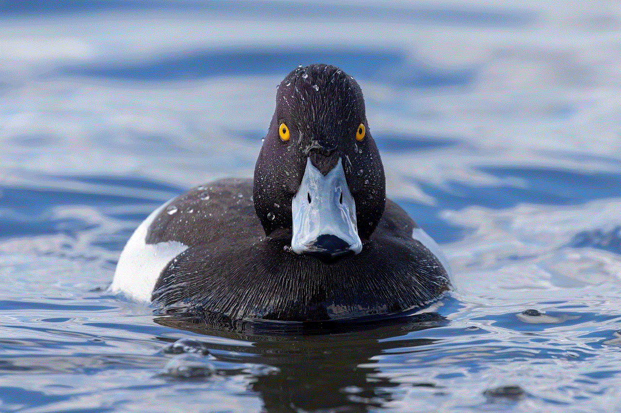 Duck Tufted Duck