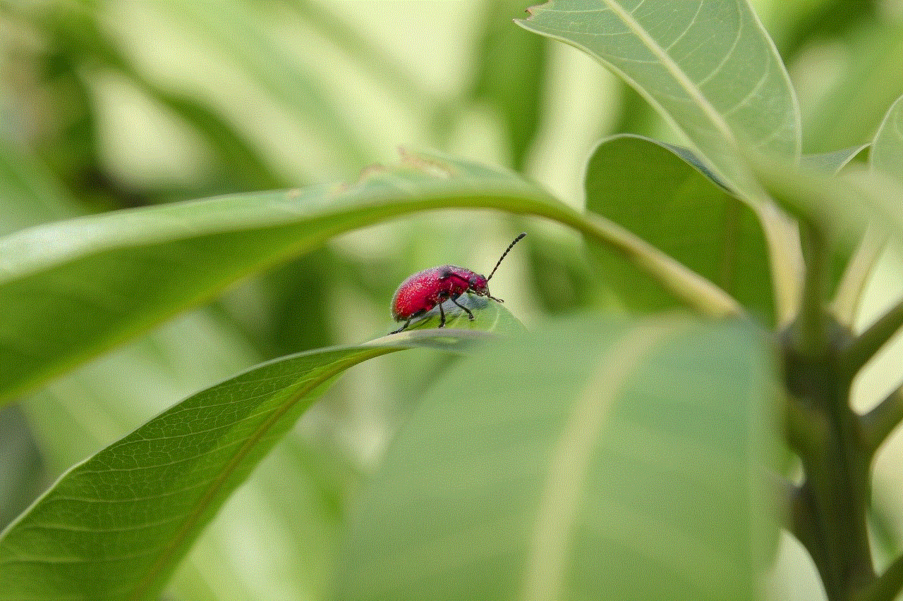 Ladybug Insect