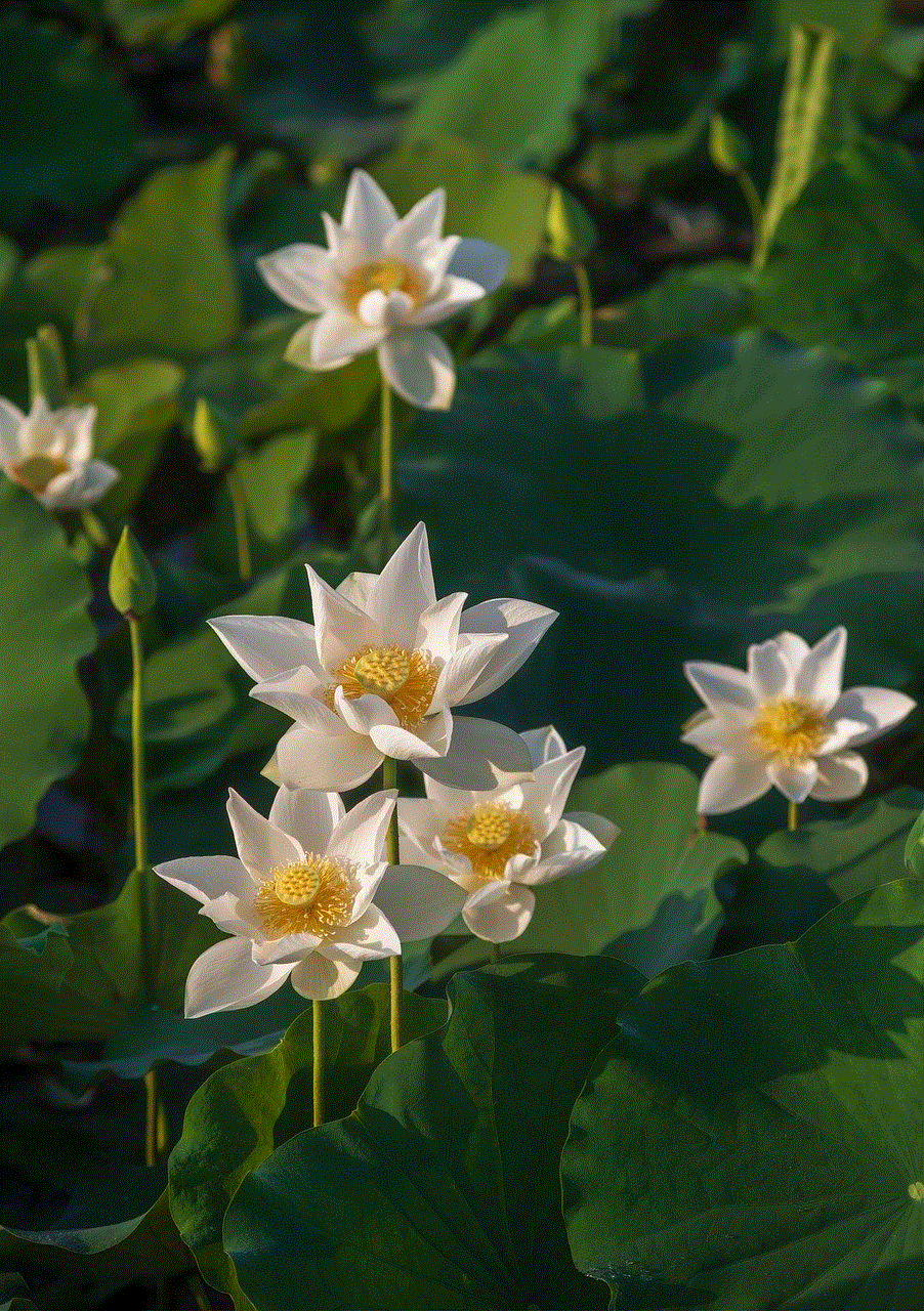 Lotus Beautiful Flowers