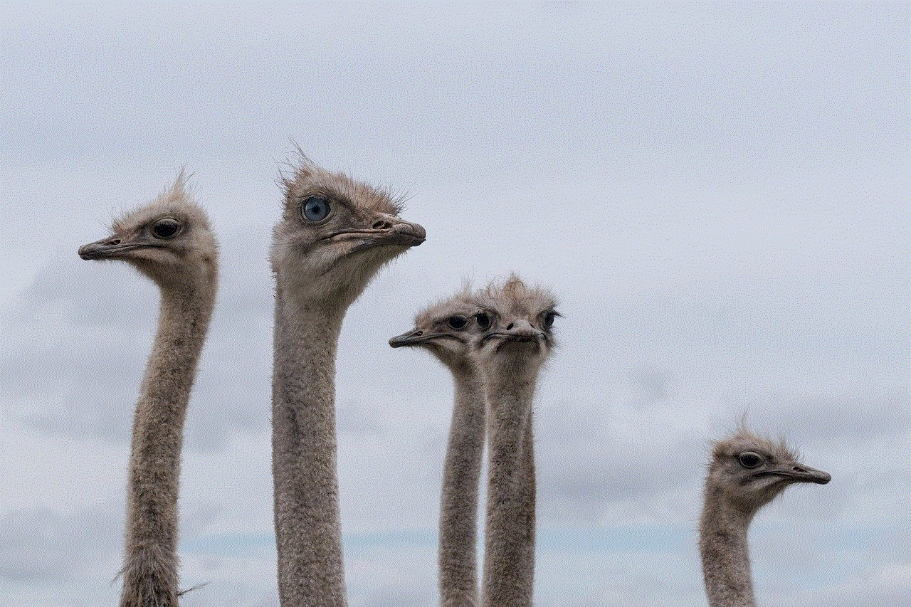Ostriches Animals