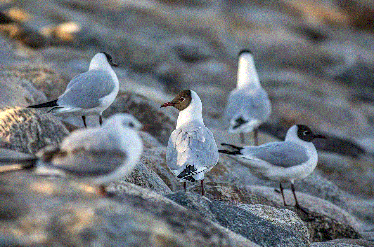 Bird Black-Headed Gull