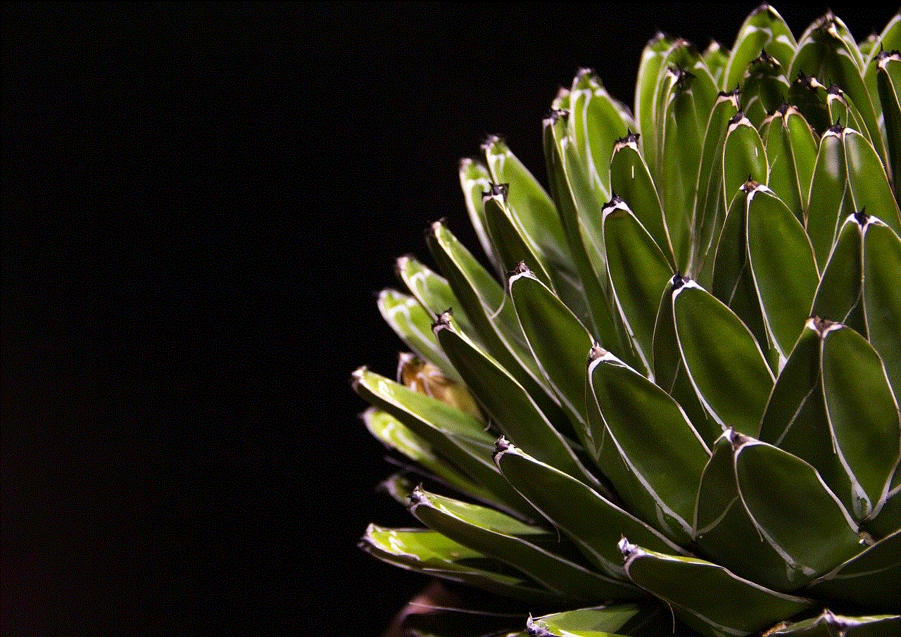 Cactus Succulent