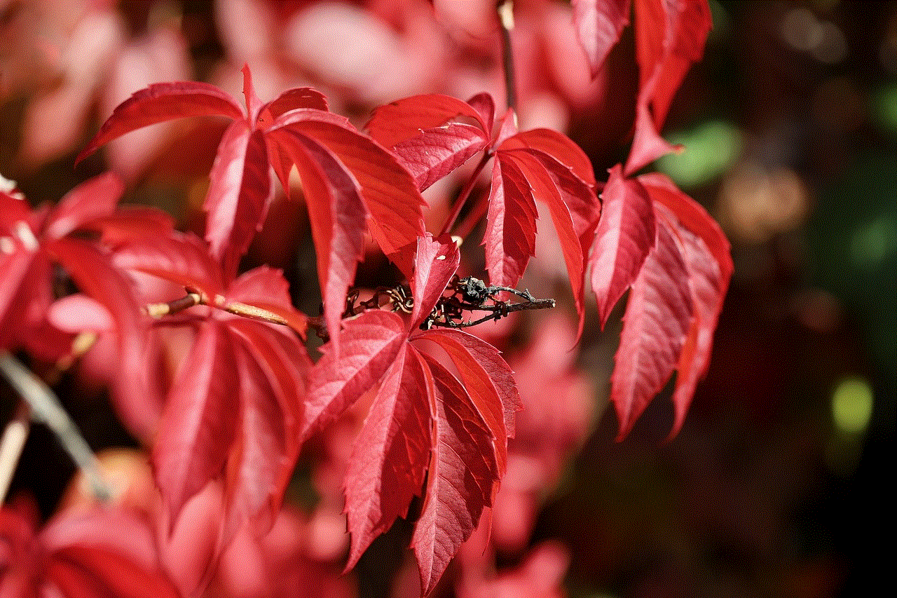 Red Leaves Fall