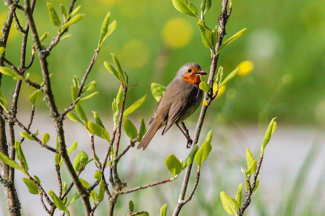 Bird Robin