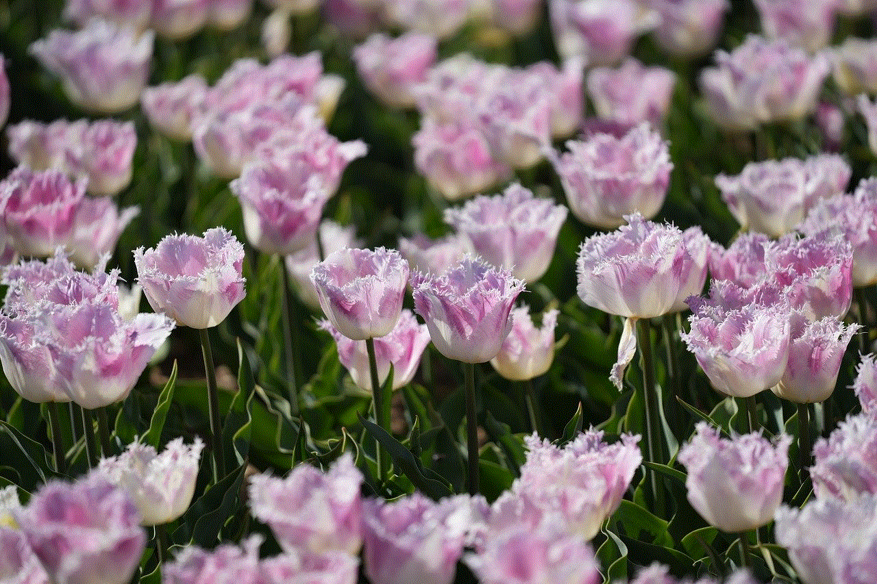 Flowers Flower Wallpaper