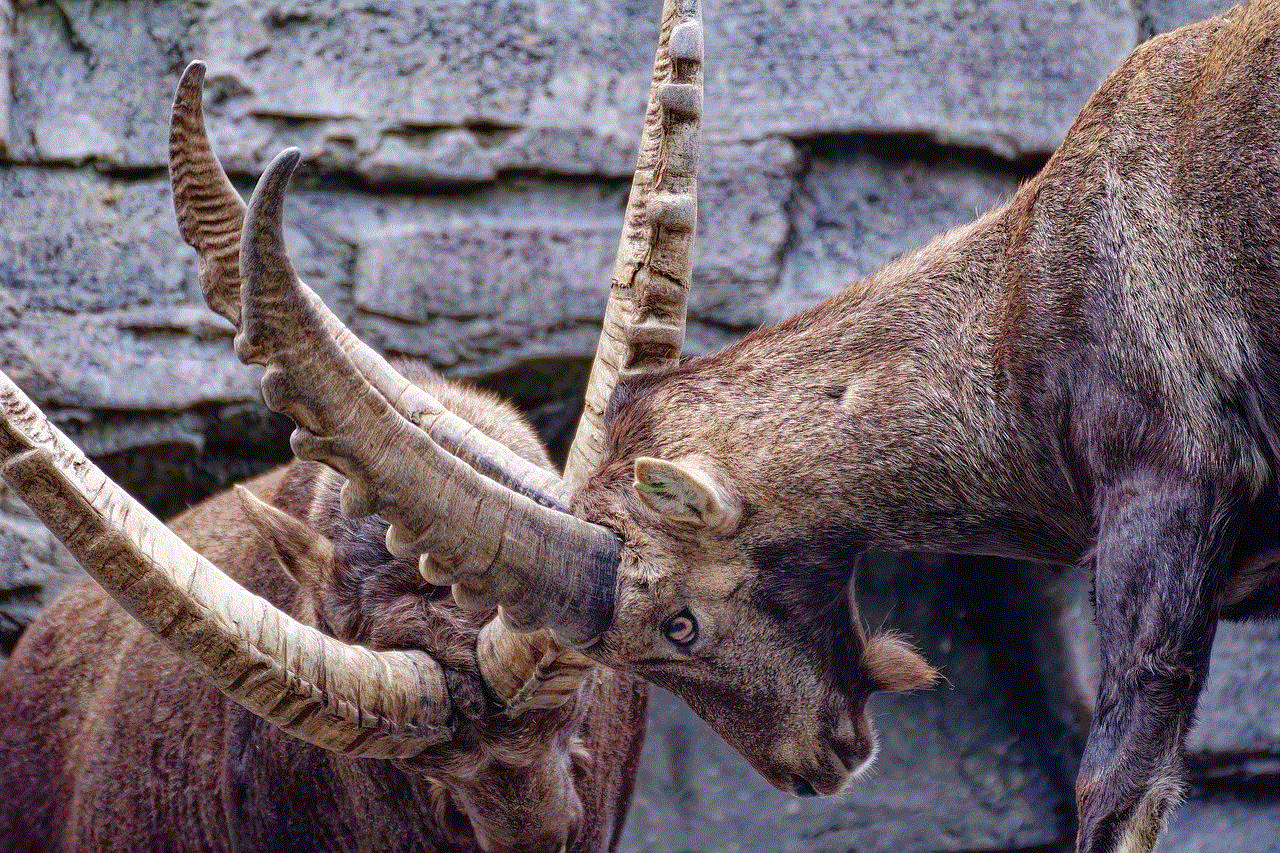 Ibex Mountain Goats