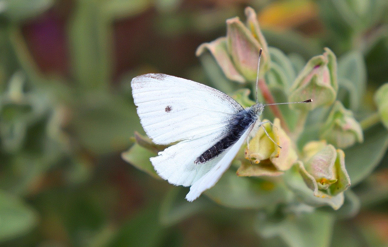 Butterfly Insect