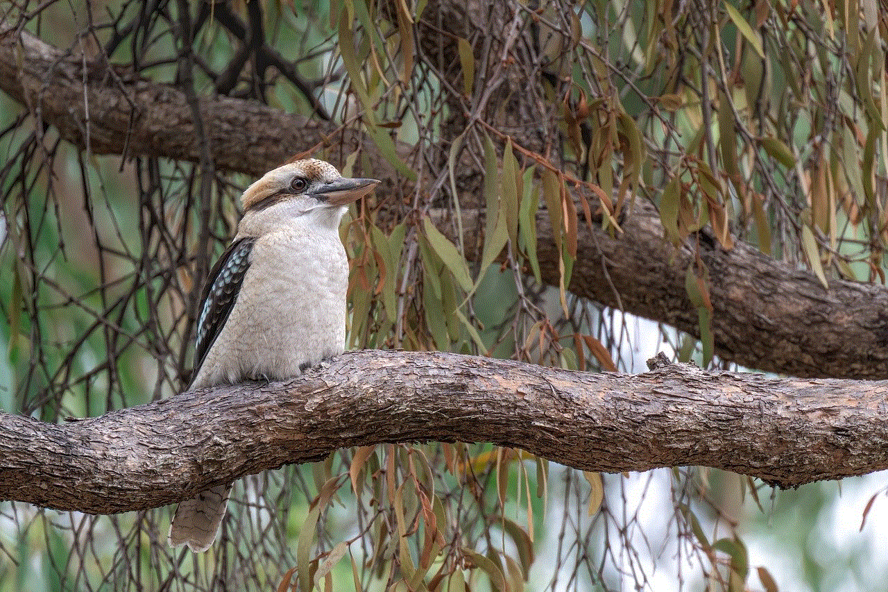 Bird Laughing Kookaburra