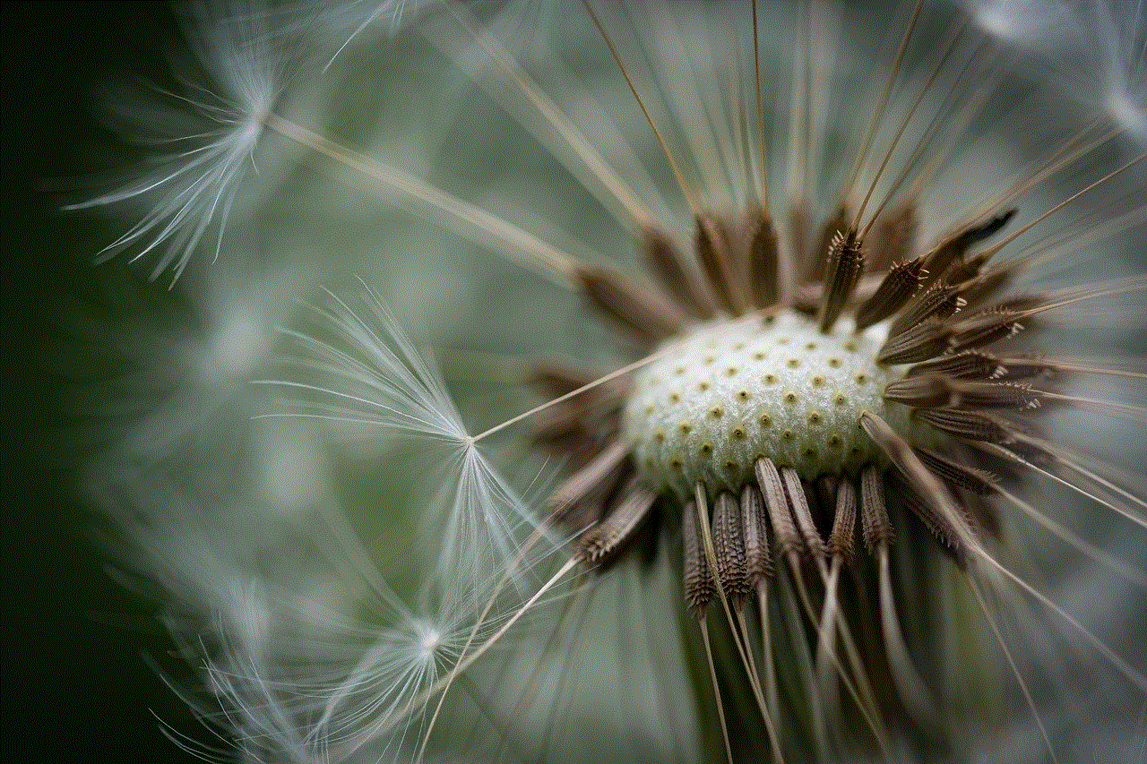 Dandelion Faded