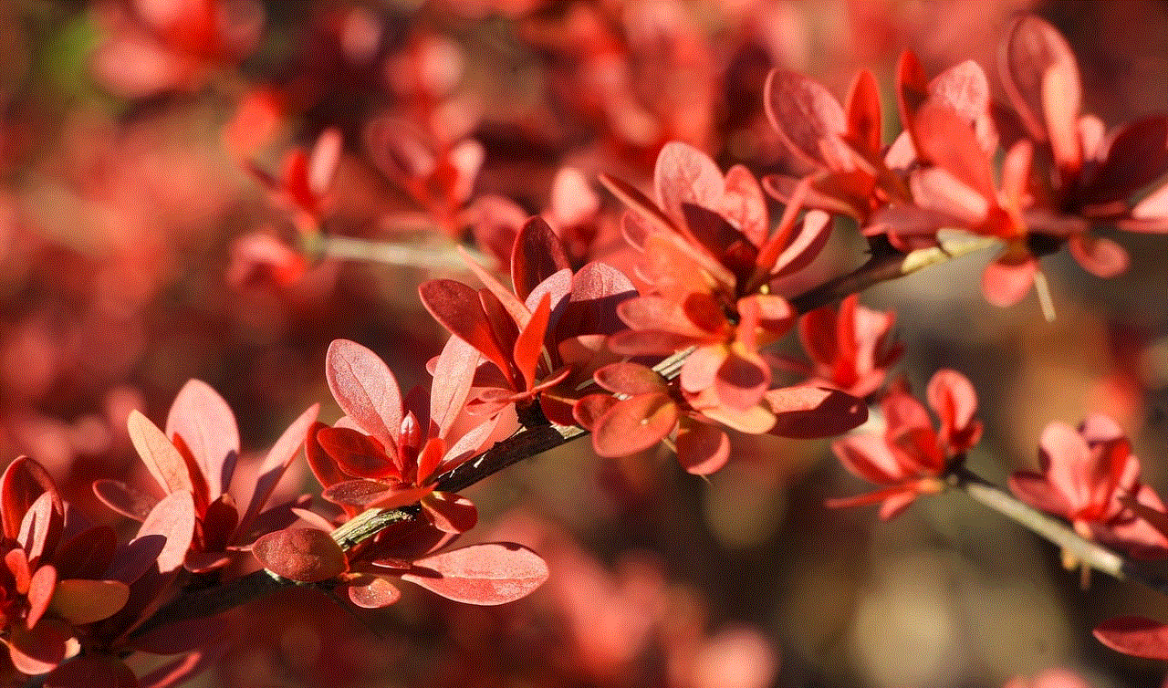 Leaves Red