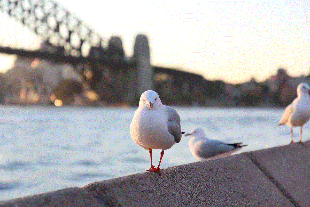 Bird Seagull