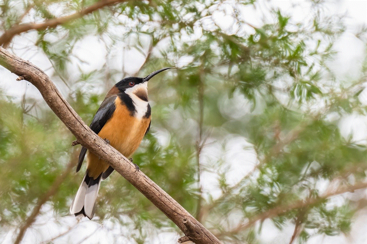 Eastern Spinebill Bird