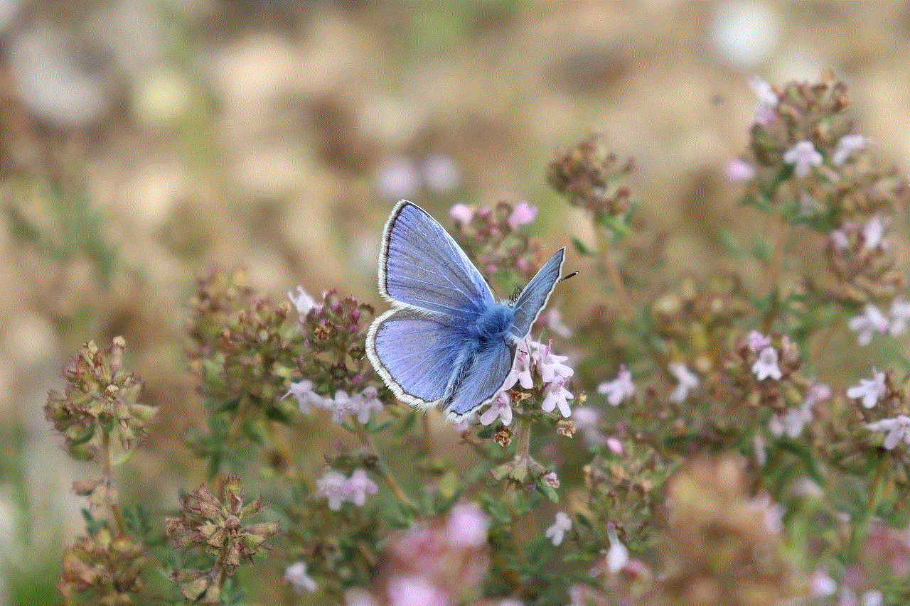 Butterfly Insect