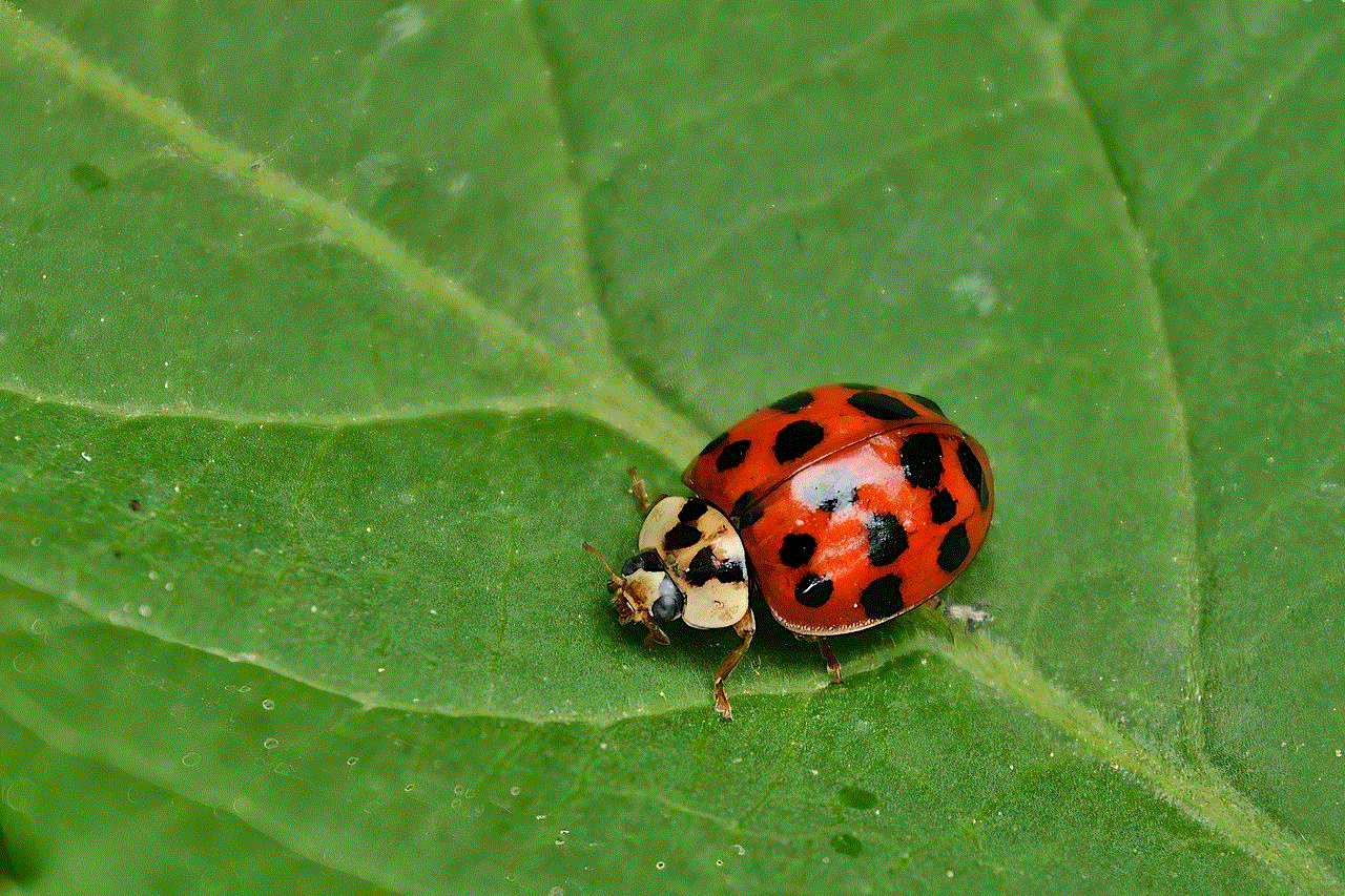 Ladybug Insect