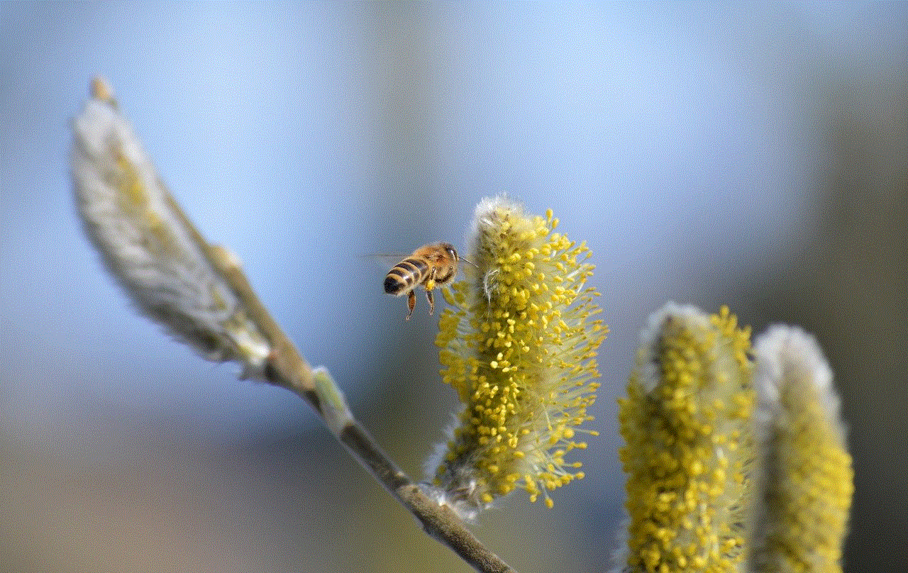 Willow Catkin Bee