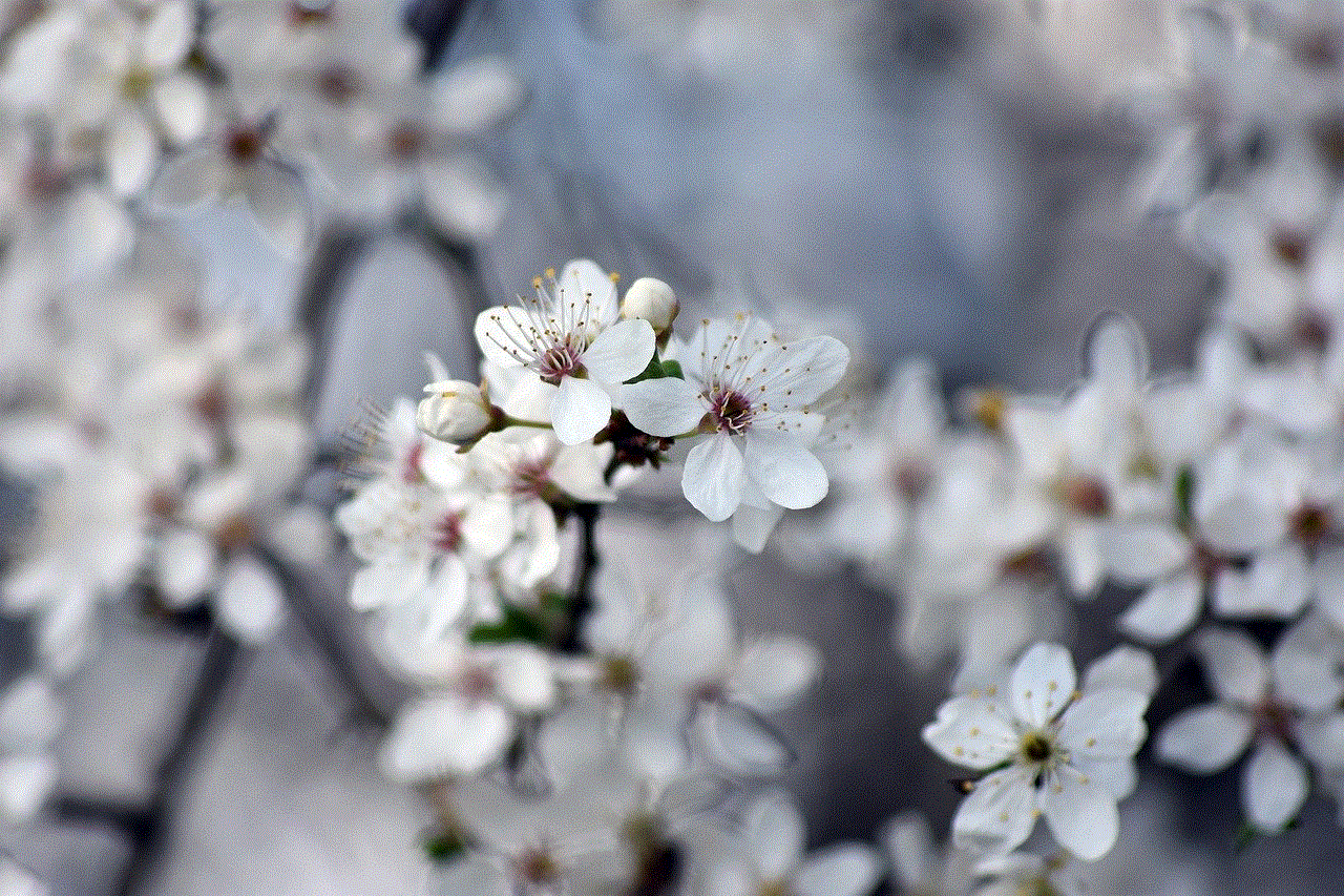 Flowers Petals