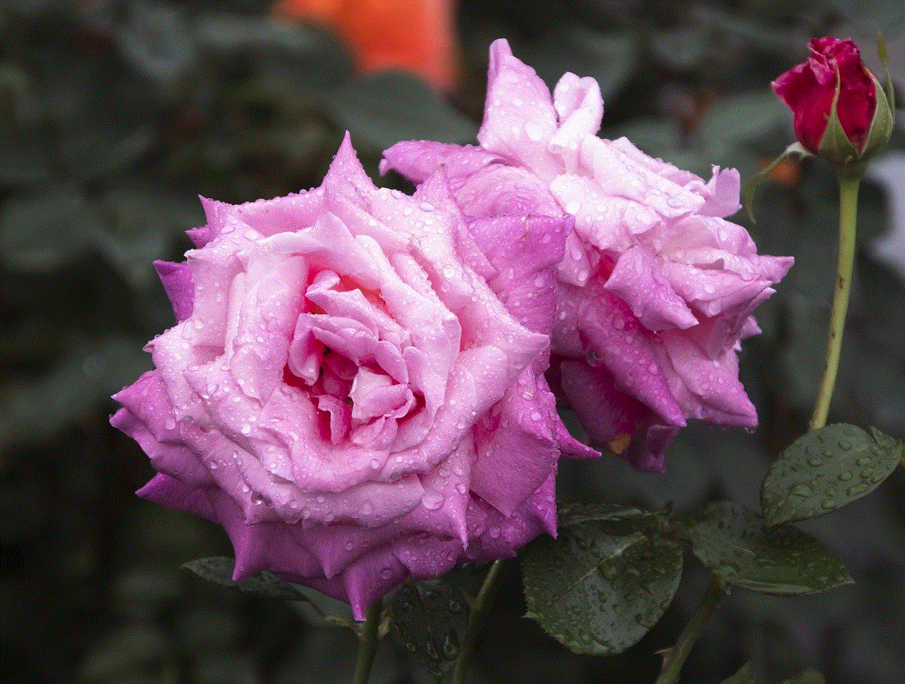 Roses Pink Roses