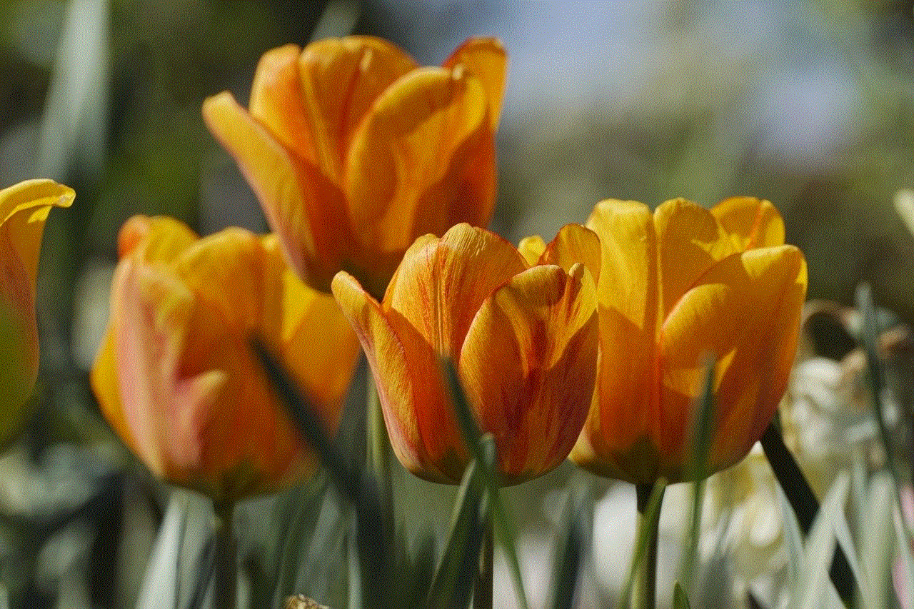 Tulips Flowers