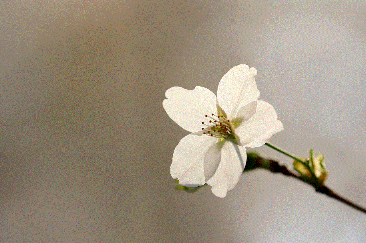 Cherry Blossom Spring